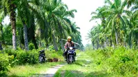 Wilmar mendampingi 1.500 petani swadaya dari lima koperasi kelapa sawit di Siak, Riau dalam meraih sertifikat Indonesia Sustainable Palm Oil (ISPO). (Istimewa)