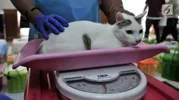 Dokter dari Pusat Pelayanan Kesehatan Hewan dan Peternakan KPKP menimbang seekor kucing sebelum dikebiri di Kantor Kecamatan Duren Sawit, Jakarta, Rabu (27/2). Sebanyak 130 ekor kucing jantan lokal peliharaan warga dikebiri. (Merdeka.com/Iqbal S. Nugroho)