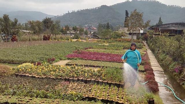Jelajah Pagi Di Desa Sejuta Bunga Sidomulyo Kota Batu Regional Liputan6 Com