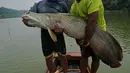 Nelayan menunjukkan ikan arapaima atau Pirarucu yang berhasil ditangkap dari Sungai Amazon di Brasil, 20 September 2017. Ikan yang memiliki tubuh bersisik kasar ini panjangnya dapat mencapai 3 meter dengan berat hingga 200 kilogram. (CARL DE SOUZA/AFP)