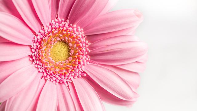 Ilustrasi bunga gerbera