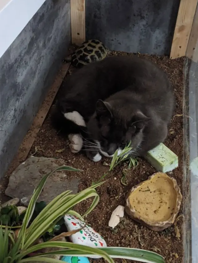 10 Potret Ini Buktikan Kucing Mampu Tidur di Mana Saja, Nyaman Banget