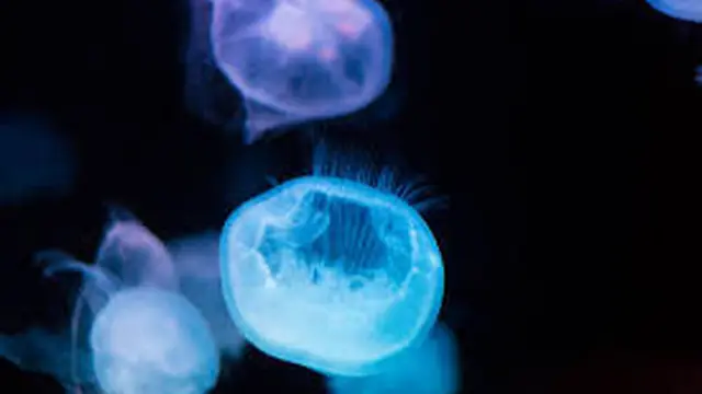 Menggunakan Bioluminesensi