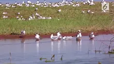 Kawanan burung camar berkepala hitam tiba di Dananu Hongjiannao untuk berkembang biak. Mereka berkembang biak pada bulan Mei hingga Juli