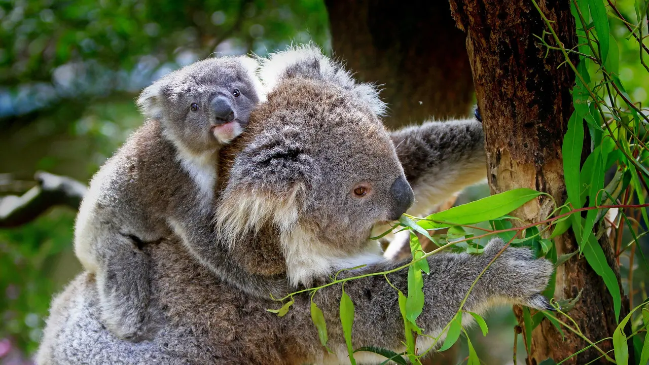 Ilustrasi Koala