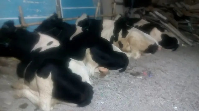 Nampak beberapa hewan kurban jenis sapi perah jantan yang siap sembelih