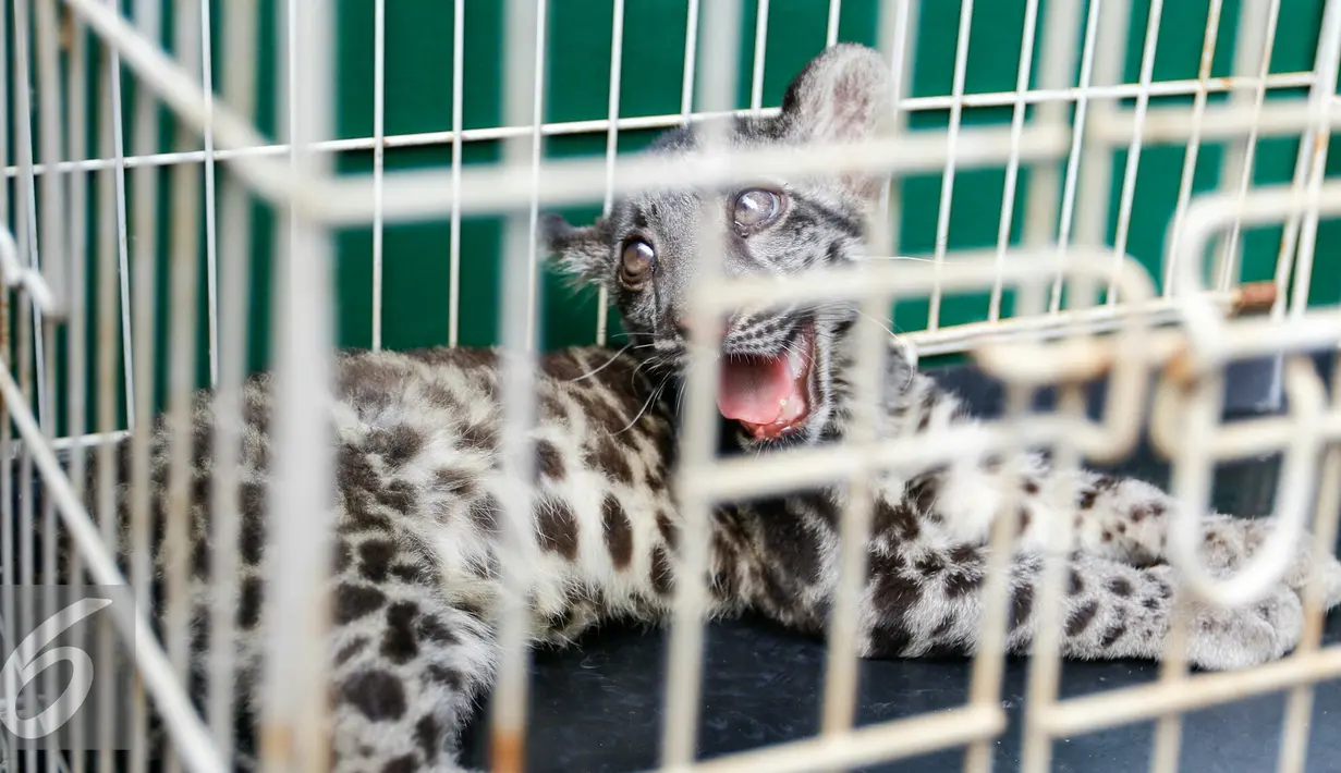 Satu ekor macan dahan berada di dalam kandang, Jakarta (18/11). Keenam pelaku itu di antaranya seorang spesialis dokter hewan dari Balai Karantina Hewan Direktorat Jenderal Peternakan dan Kesehatan Hewan Kementrian Pertanian. (Liputan6.com/Yoppy Renato)