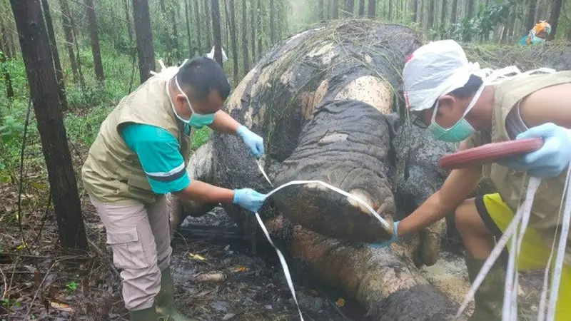 Petugas BBKSDA Riau memeriksa bangkai gajah mati akibat perburuan liar untuk diambil gadingnya.