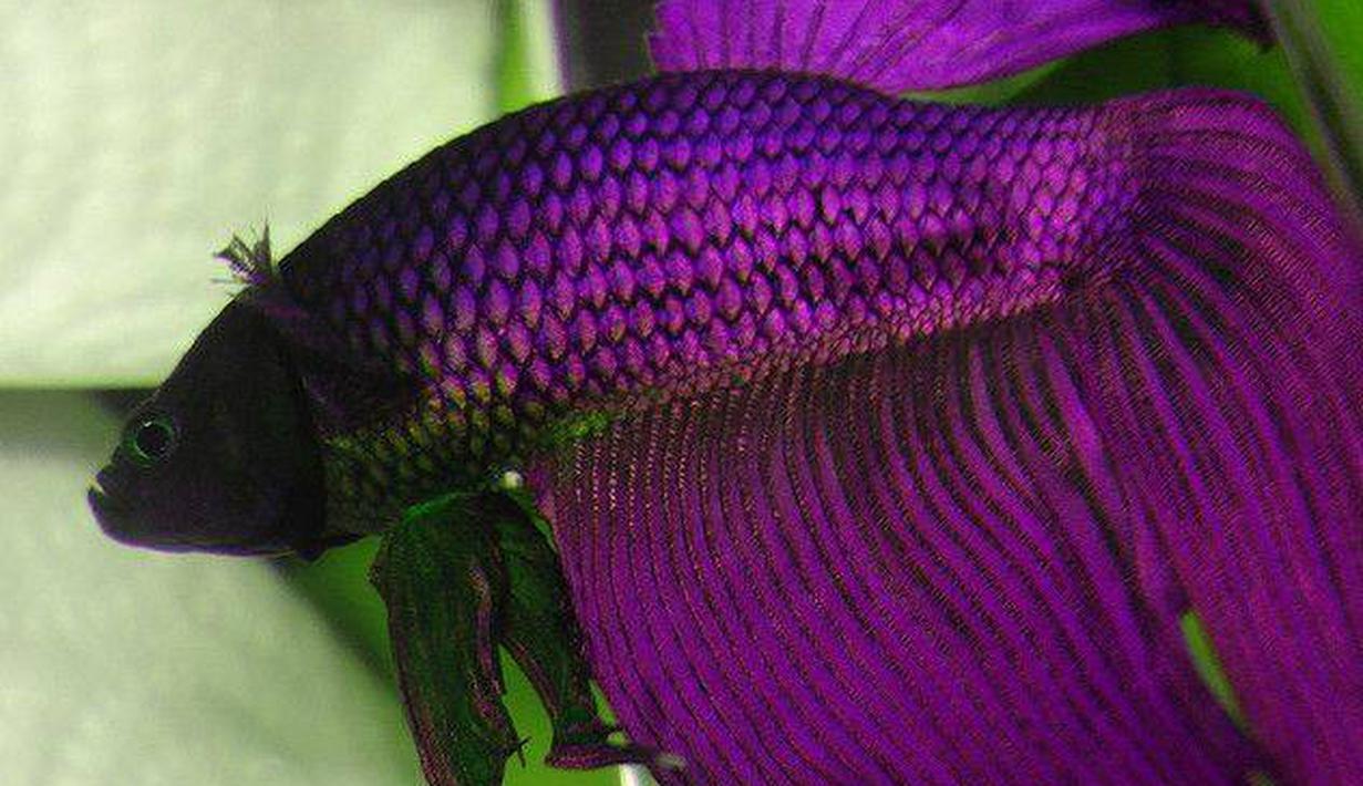 Ikan Cupang Super Cantik Bikin Kagum Dan Jatuh Cinta Fashion