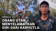 Orang Utan Menyelamatkan Diri dari Karhutla