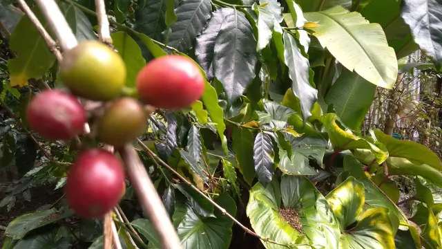 Biji kopi di salah satu kebun di Kabupaten Bener Meriah (Liputan6.com/Rino Abonita)