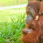 Bayi Orangutan mungil lahir di Taman Safari Lagoi. (Liputan6.com/M Syukur)