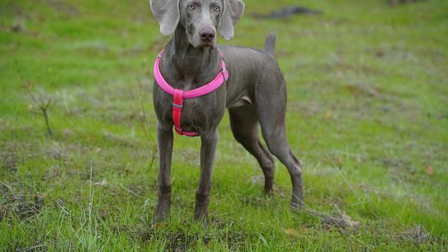 Weimaraner