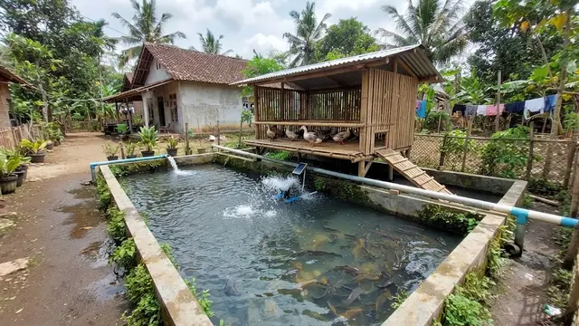 Ide Tata Letak Kolam Lele dan Kandang Bebek