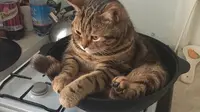 6 Tingkah Lucu Kucing Saat di Rumah, Mau Marah tapi Gemesin