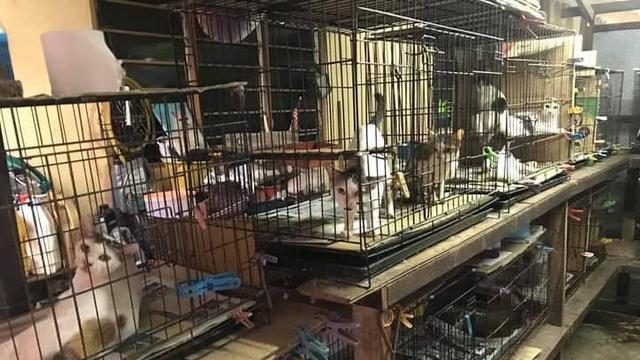 Kucing milik Abu Zarin