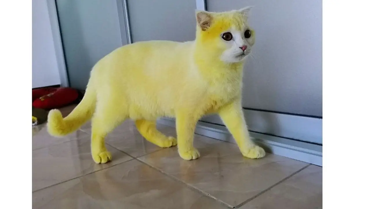 Bak Karakter Pikachu, Kucing Ini Berubah Berwarna Kuning Setelah Diobati