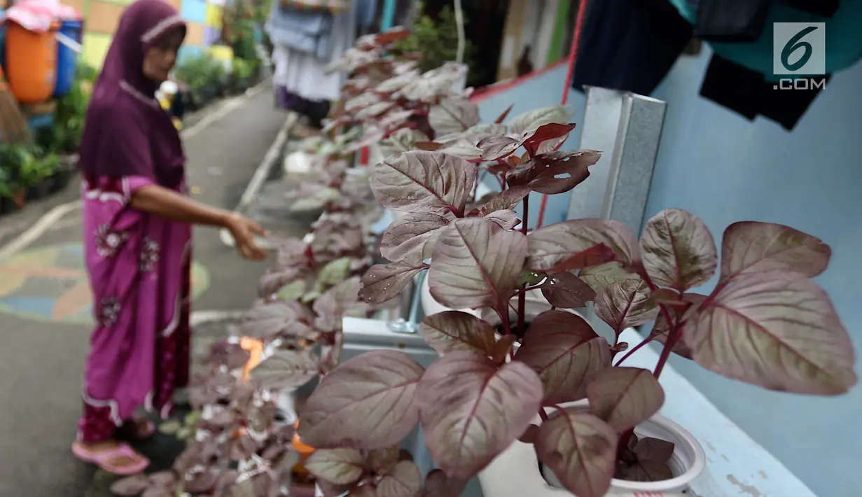 Tanaman bayam merah yang berada di Kampung Hidroponik Pengadegan, Jakarta, Kamis (22/2). Puluhan tanaman dengan teknik penanaman hidroponik ini sekaligus menghiasi kampung Pengadegan. (Liputan6.com/Immanuel Antonius)