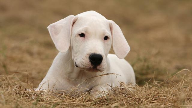 Dogo Argentino