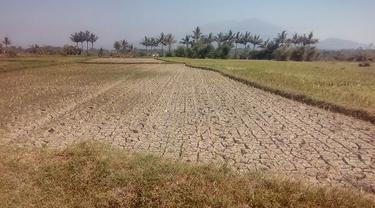 Ratusan hektar lahan pertanian di kawasan Wanaraja, wilayah Garut Utara mulai mengalami kekeringan akibat musim kemarau berkepanjangan