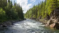 Ilustrasi Sungai Credit: pexels.com/Jon