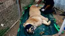 Petugas dari badan pecinta hewan, Animal Charity Four Paws memeriksa keadaan singa jelang dievakuasi ke luar negeri, Mosul, Irak, Selasa (28/3). Hasil pemeriksaan menyebutkan singa tersebut menderita radang sendi. (AFP PHOTO / AHMAD GHARABLI)