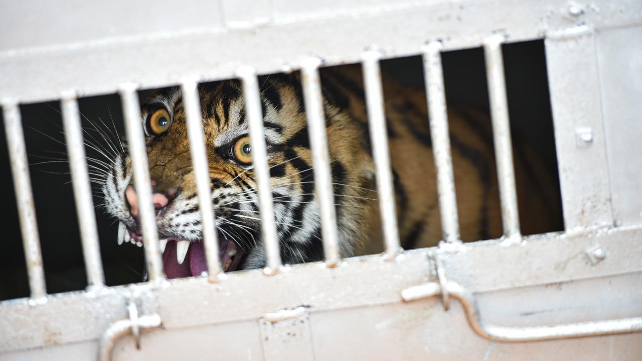 BKSDA Aceh Tangkap Harimau Sumatera