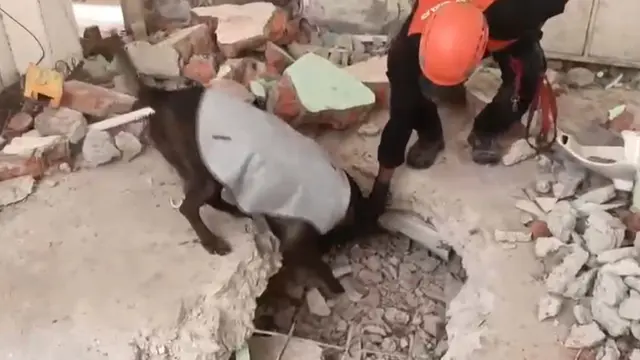 Tim K9 SAR Indonesia Temukan Korban Gempa Myanmar di Reruntuhan Bangunan