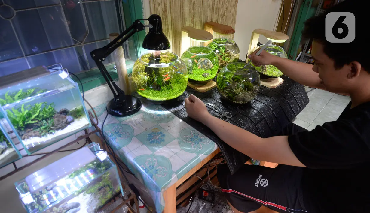 Perajin, Argi Gumilar (27) menyelesaikan pesanan aquascape mini air tawar di Cipayung, Ciputat, Tangerang Selatan, Kamis (5/11/2020). Di masa pandemi, Argi Gumilar menggeluti pembuatan aquarium mini sudah empat bulan ini yang dijual dengan harga Rp 250 hingga Rp 600 ribu. (merdeka.com/Dwi Narwoko)