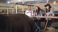 [VIDEO] Wow, Lapak Hewan Kurban Kini Gunakan Pramuniaga Cantik