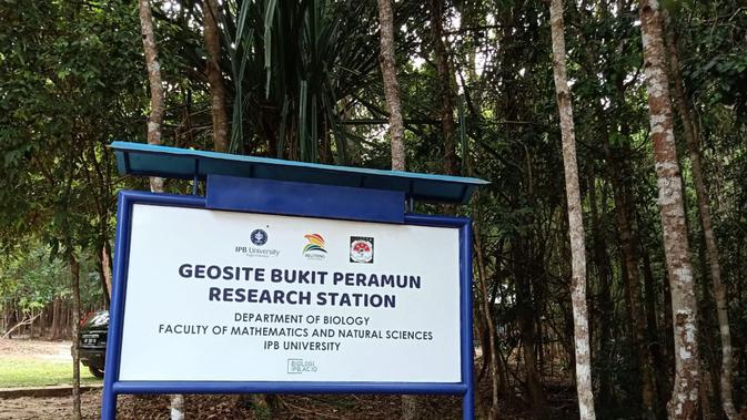 Ada sekitar 80 tarsius yang masih hidup di Geosite Bukit Peramun di Belitung(Liputan6.com/Dinny Mutiah)