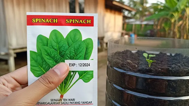 Cara Menanam Bayam di Galon Bekas yang Mudah untuk Ketahanan Pangan