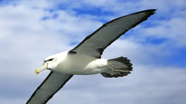 16 Burung Paling Eksotis dan Langka, Hanya Ada di Kepulauan Galapagos!