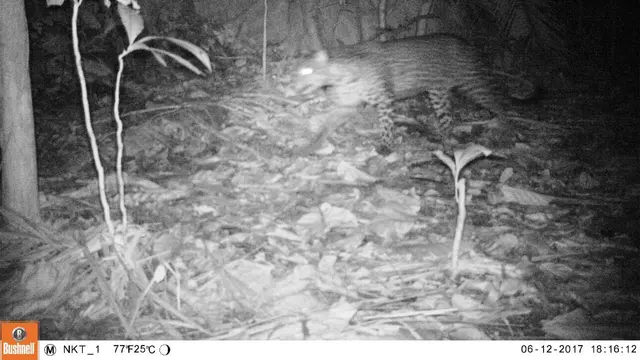Macan tutul nusakambangan. (Foto: Liputan6.com/BKSDA Jateng/Muhamad Ridlo)