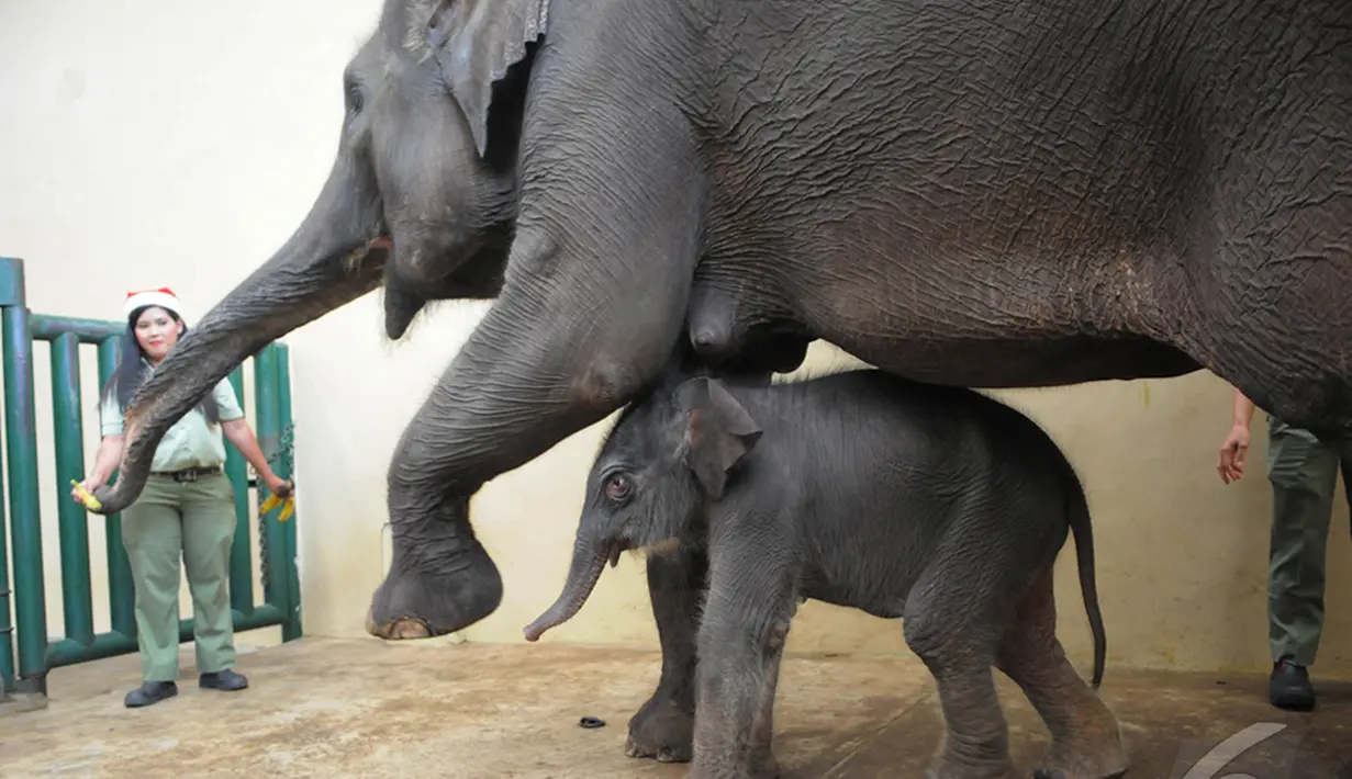 Seekor gajah betina bernama Tiny koleksi Taman Safari melahirkan seekor bayi gajah dengan berat 100 Kg berusia 4 hari, Bogor, Kamis, (25/12/2014). (Liputan6.com/Herman Zakharia)