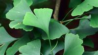Ginkgo Biloba (sumber: Pixabay)