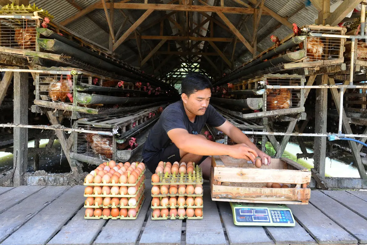 harga telur ayam di tingkat peternak