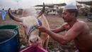 Seorang pedagang memandikan sapi di pasar ternak yang disiapkan untuk hewan kurban pada Hari Raya Idul Adha di Karachi, Pakistan pada Jumat (10/7/2020). Idul Adha merupakan salah satu hari raya umat Islam di dunia yang identik dengan penyembelihan hewan kurban bagi yang mampu. (Asif HASSAN/AFP)