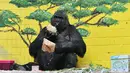 Gorila bernama Tony memeriksa kotak hadiah di kebun binatang Kiev, Ukraina (8/8/2019). Di ulang tahunnya yang ke-45, Tony mendapatkan banyak hadiah dari pihak kebun binatang dan pengunjung. (AFP Photo/Genya Savilov)