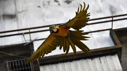 Burung macaw (sejenis beo)  terbang di atas gedung apartemen di Caracas pada 18 November 2018. Setiap sore, puluhan macaw liar berwarna-warni berduyun-duyun ke balkon dan teras tempat warga menaruh makanan untuk mereka. (YURI CORTEZ/AFP)
