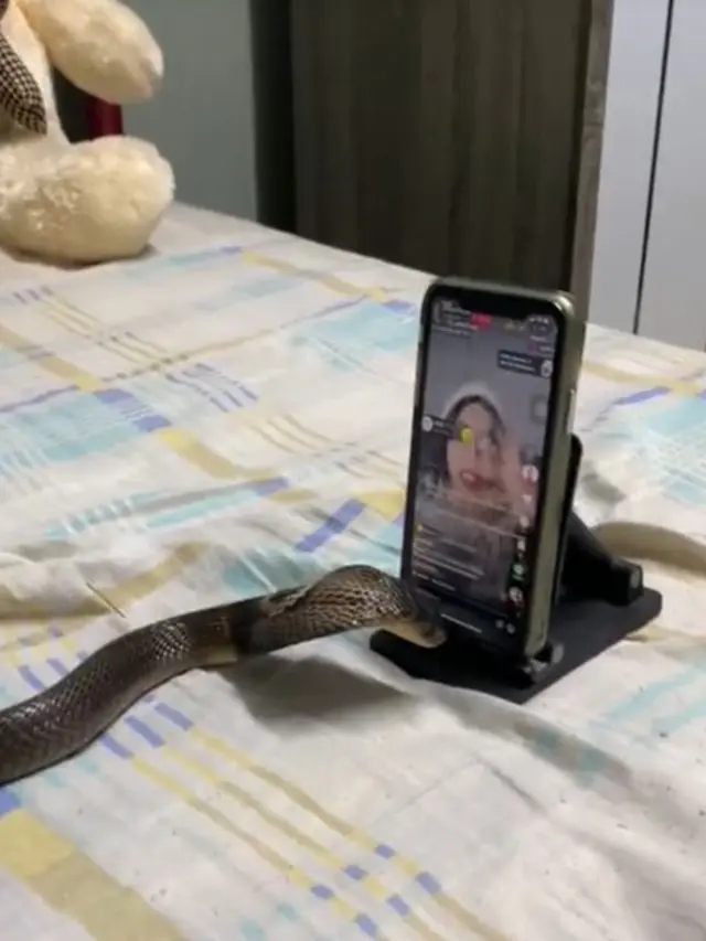 Momen Ular Asyik Nonton Live TikTok Ini Serius Banget, Ujungnya Pusing Sendiri