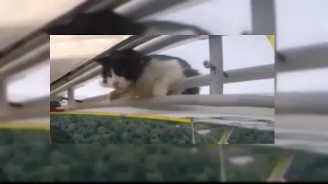 'Kucing Terbang' Kagetkan Pilot Saat Mengudara