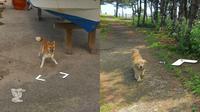 Anjing kejar mobil Google Maps (Bored Panda)