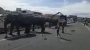Sejumlah gajah sirkus kabur dari kendaraan pengangkut mereka yang mengalami kecelakaan di sebuah jalan raya Provinsi Albacete, Spanyol, Senin (2/4). Menurut polisi, satu dari lima ekor gajah mati karena luka yang dideritanya. (twitter.com/PoliciaAlbacete)