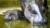Kuda nil kerdil ini berasal dari Afrika dan terancam punah. (PA/BBC)