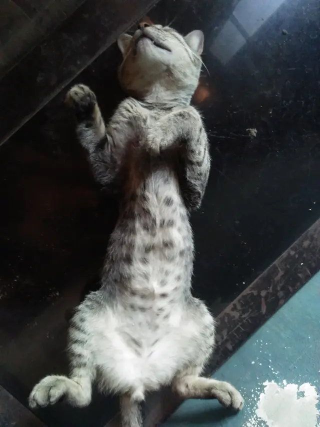 7 Potret Pose Kucing Tidur Telentang Ini Kocak, Bikin Salah Fokus