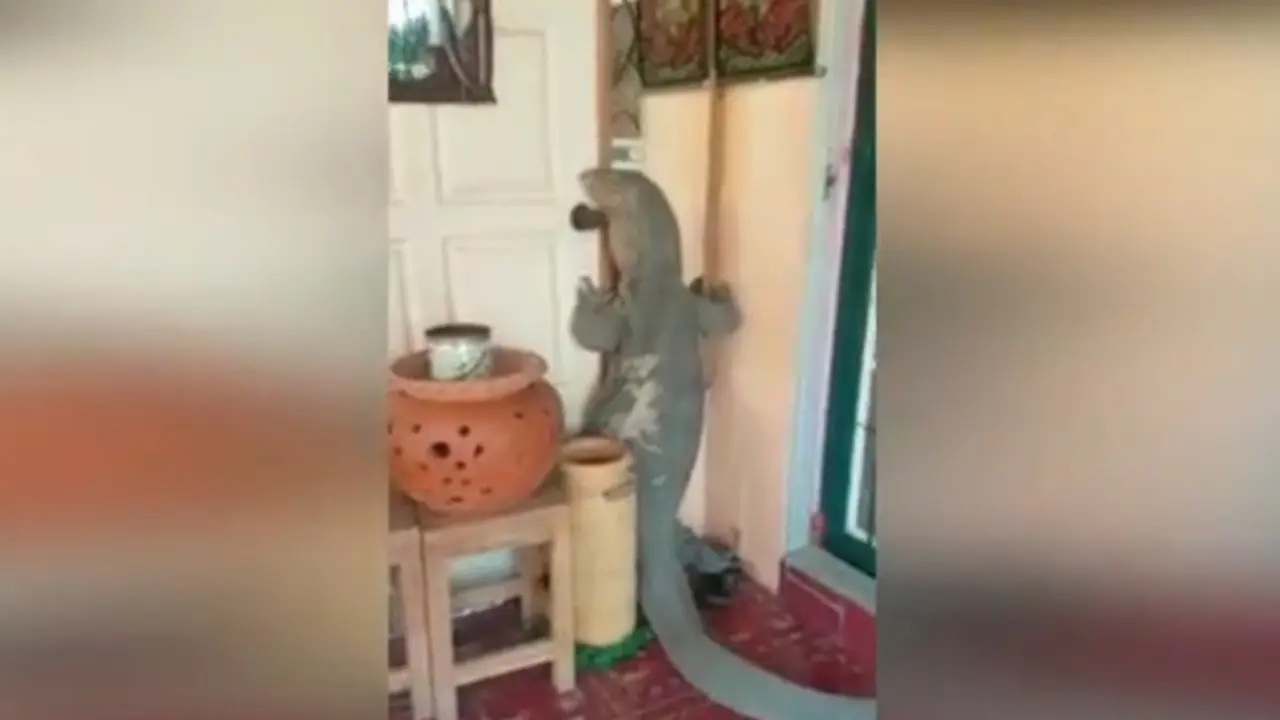 kadal, kadal raksasa, biawak