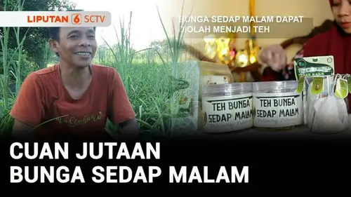 VIDEO: Berani Berubah: Korban PHK Budidaya Bunga Sedap Malam, Cuannya Jutaan!