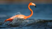 Flamingo (Sumber: Ray Hennessy/Unsplash)