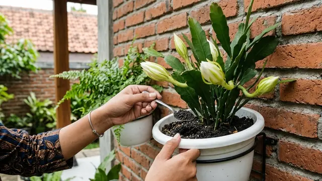 Pupuk Bunga Wijaya Kusuma Agar Cepat Berbunga